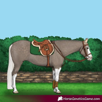 Horse Color:Silver Smoky Black Splash 