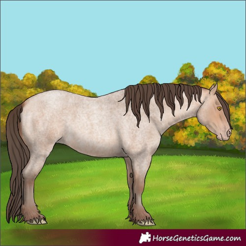 Horse Color:Amber Champagne Roan 