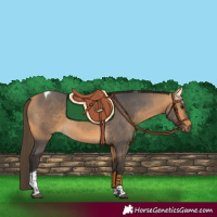 Horse Color:Buckskin Tobiano 