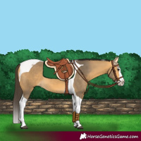 Horse Color:Buckskin Splash Tobiano 