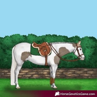 Horse Color:Silver Smoky Black Splash Tobiano 