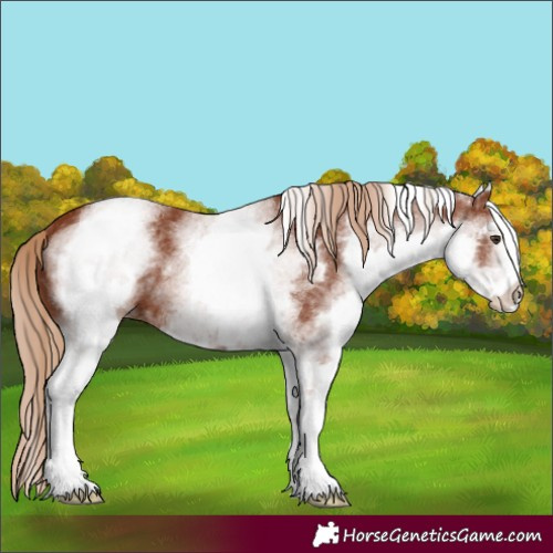 Horse Color:White Spotted Chestnut 