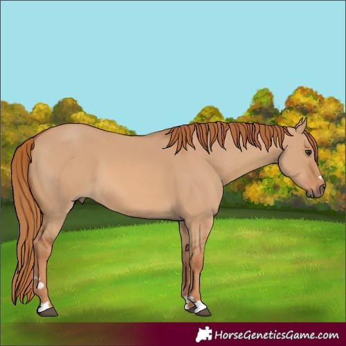 Horse Color:Red Dun 
