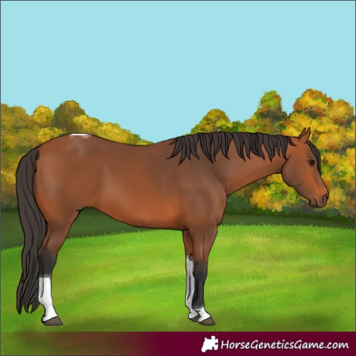Horse Color:Bay Tobiano 