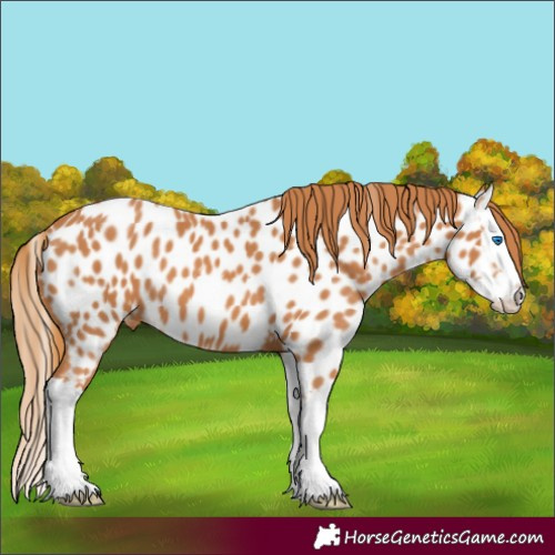 Horse Color:Chestnut Splash Near Leopard 