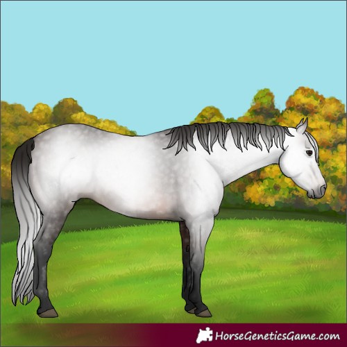 Horse Color:Gray Bay 