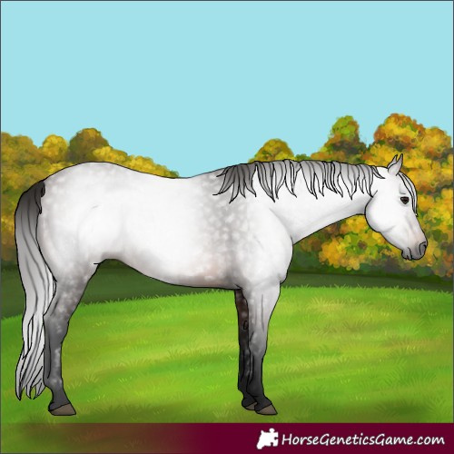 Horse Color:Gray Bay 