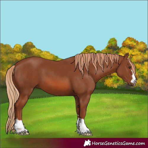 Horse Color:Chestnut 