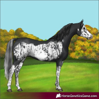 Horse Color:Black Splash Frame  and Black Splash Frame 