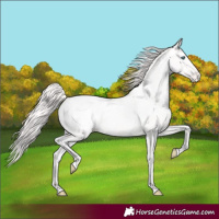 Horse Color:Smoky Creme Appaloosa 