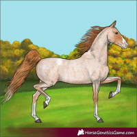 Horse Color:Red Roan Splash Appaloosa 