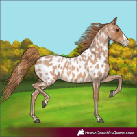 Horse Color:Red Roan Splash Near Leopard 