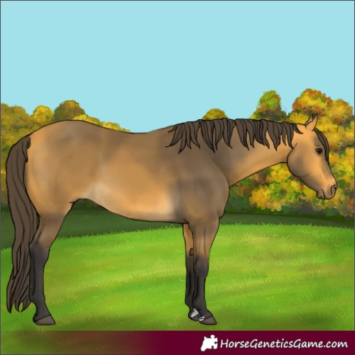 Horse Color:Buckskin 