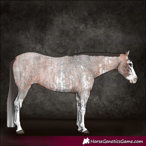Horse Color:Blue Roan Sabino Splash and Bay Roan Sabino Splash
