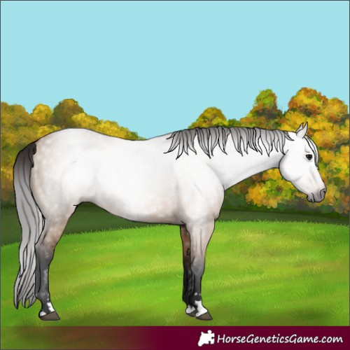 Horse Color:Gray Bay Dun 