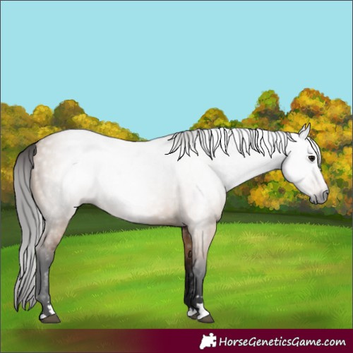 Horse Color:Gray Bay Dun 