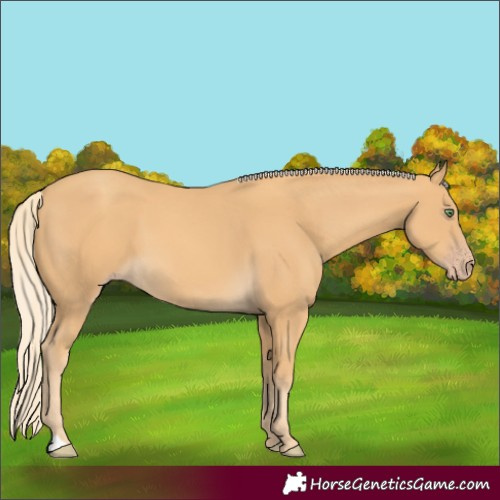 Horse Color:Gold Cream Champagne 