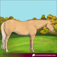 Horse Color:Gold Cream Champagne 