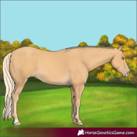 Horse Color:Gold Cream Champagne 