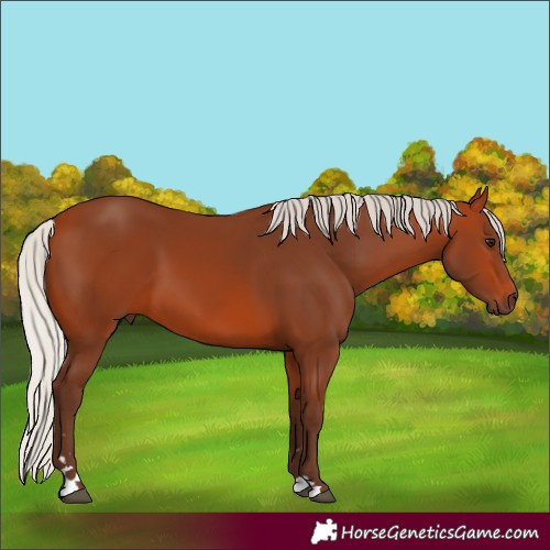 Horse Color:Silver Bay 