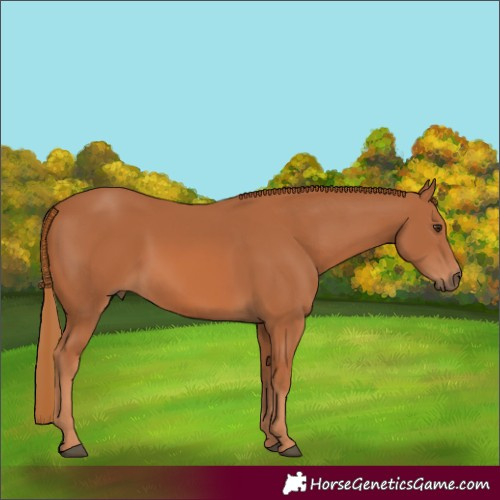 Horse Color:Chestnut 