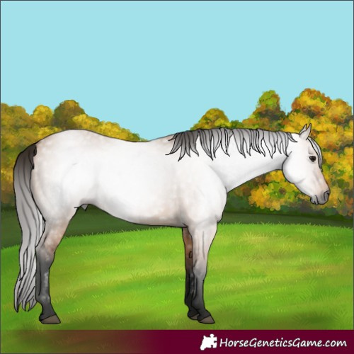 Horse Color:Gray Bay Dun 