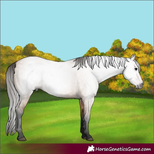 Horse Color:Gray Bay Dun 