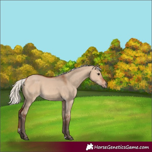 Horse Color:Silver Bay Dun 