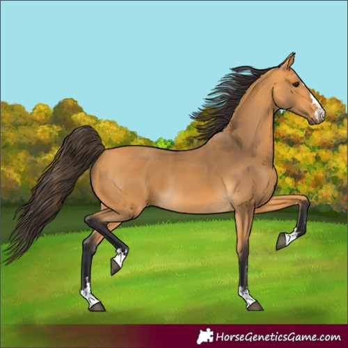 Horse Color:Buckskin 