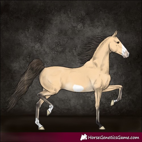 Horse Color:Buckskin Frame 