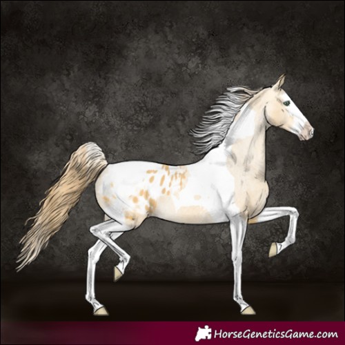 Horse Color:Amber Cream Champagne Splash Tobiano Appaloosa 