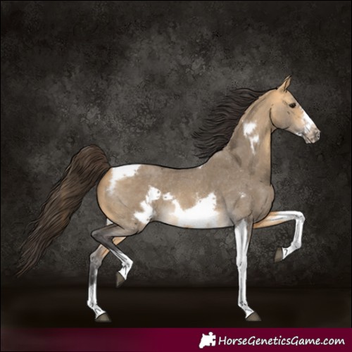 Horse Color:Buckskin Dun Sabino Tobiano Frame Rabicano 