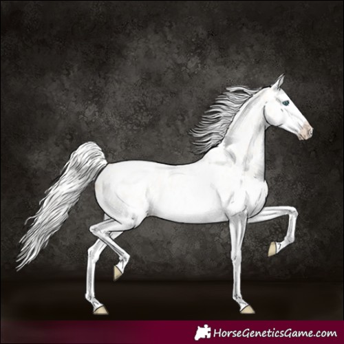 Horse Color:Silver Amber Cream Champagne Roan Splash Appaloosa 