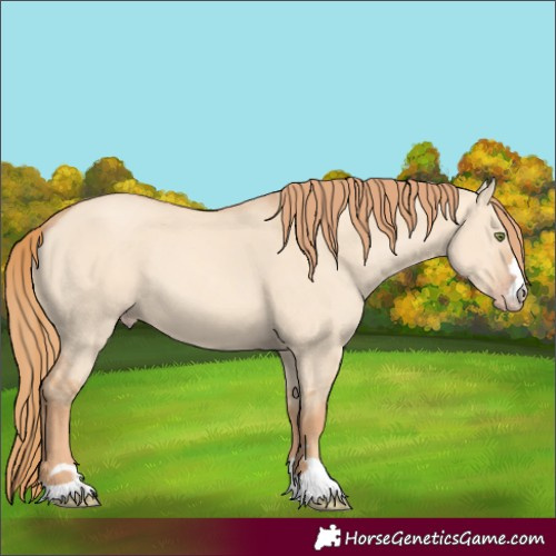 Horse Color:Gold Champagne Dun 