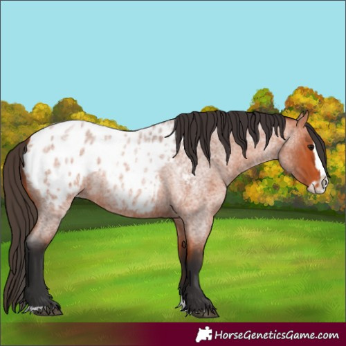 Horse Color:Unknown 