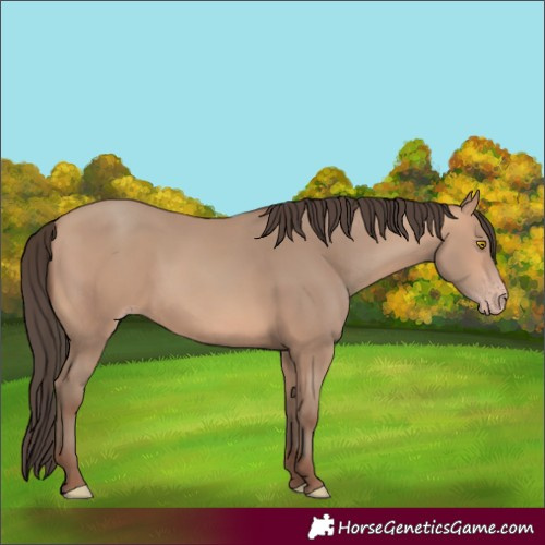 Horse Color:Amber Champagne 