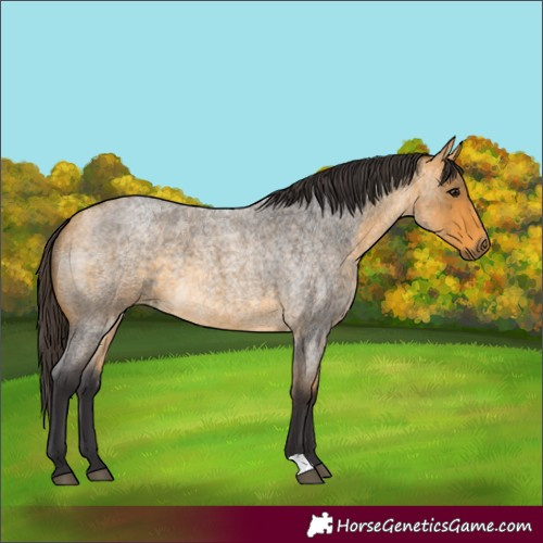 Horse Color:Buckskin Roan 
