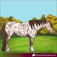 Horse Color:Amber Champagne Appaloosa  and Amber Champagne Appaloosa 
