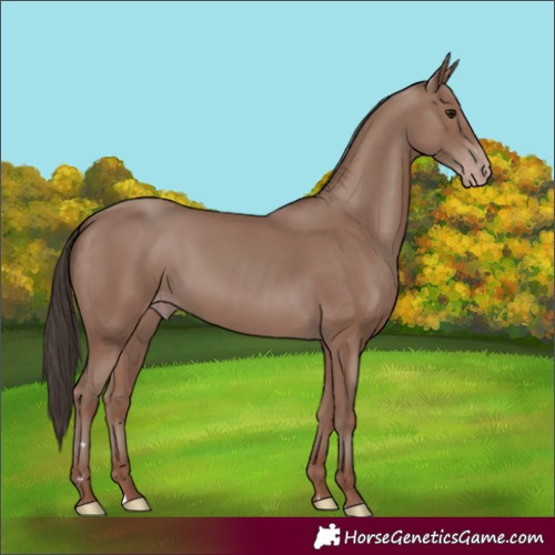 Horse Color:Classic Champagne