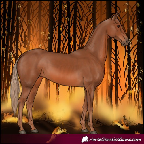 Horse Color:Chestnut 