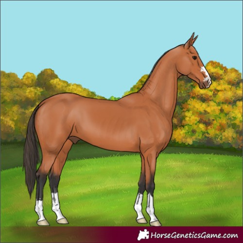 Horse Color:Bay 