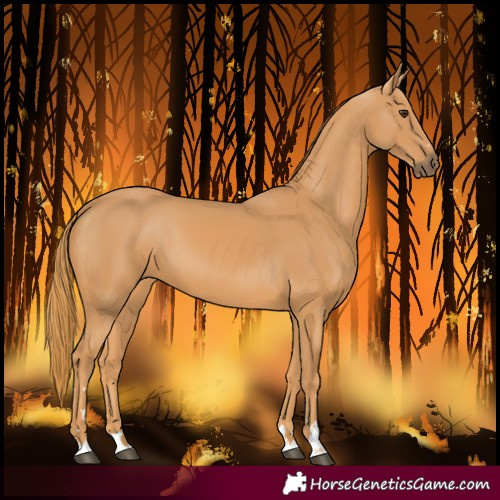 Horse Color:Chestnut 