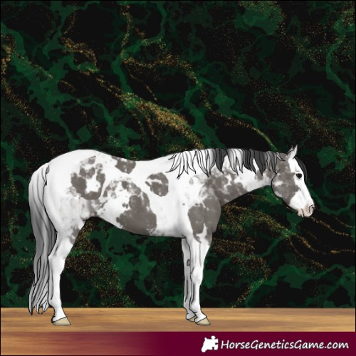 Horse Color:White Spotted Grullo Splash Tobiano 