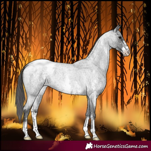 Horse Color:Blue Roan Sabino Snowcap 
