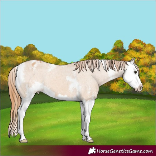 Horse Color:Red Dun Sabino Splash Appaloosa 