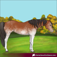 Horse Color:White Spotted Bay 