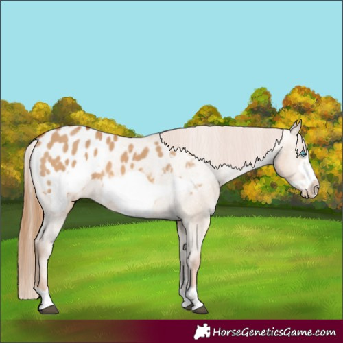 Horse Color:Red Dun Frame Blanket