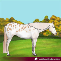 Horse Color:Red Dun Frame Blanket