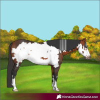 Horse Color:Bay Frame