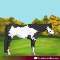 Horse Color:Black Frame 